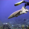Picture taken during the dive