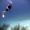 Picture taken during the dive
