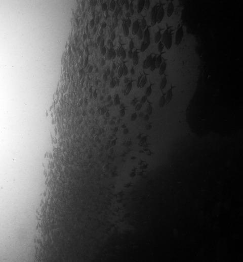 Simple Life Divers - Dive Center in Thailand