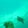 Picture taken during the dive