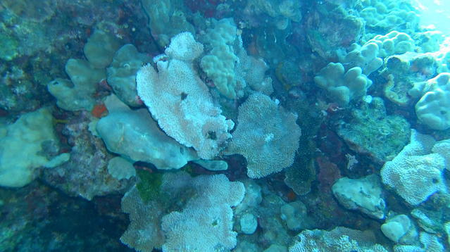 Lahaina Divers, Inc. - Dive Center in United States