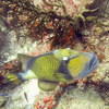 Picture taken during the dive
