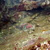 Picture taken during the dive