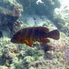 Picture taken during the dive