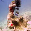 Picture taken during the dive