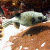 Picture taken during the dive