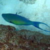 Picture taken during the dive