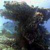 Picture taken during the dive