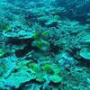 Picture taken during the dive