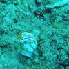 Picture taken during the dive