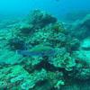 Picture taken during the dive