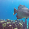 Picture taken during the dive