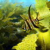 Picture taken during the dive