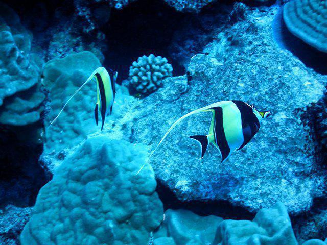 Pacific Divers - Dive Center in Cook Islands