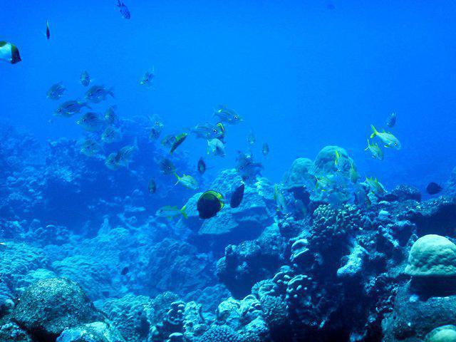 Dive Rarotonga - Dive Center in Cook Islands