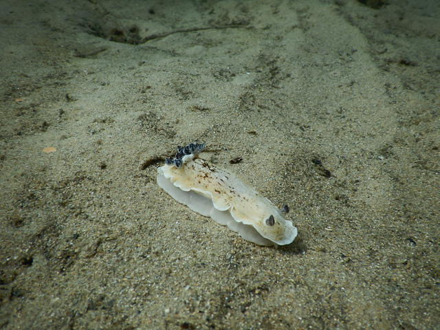 Frog Dive Willoughby - Dive Center in Australia