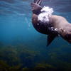 Picture taken during the dive