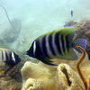 Picture taken during the dive