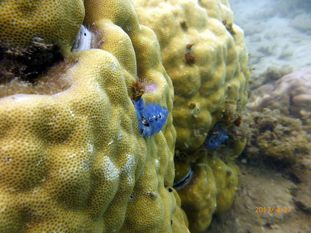 Fitzroy Island Dive Centre - Dive Center in Australia