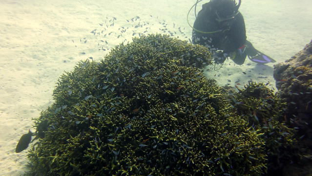 Tranquility Island Resort - Dive Center in Vanuatu