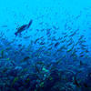Picture taken during the dive