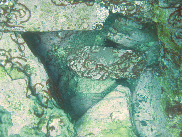 Pure Scuba - Dive Center in Australia