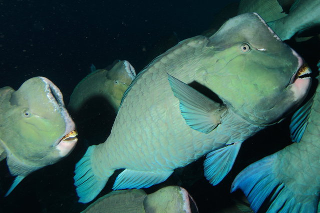 Diving in Malaysia, Palau Sipadan Marine Reserve - By Mikel Hendriks