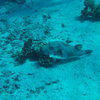Picture taken during the dive