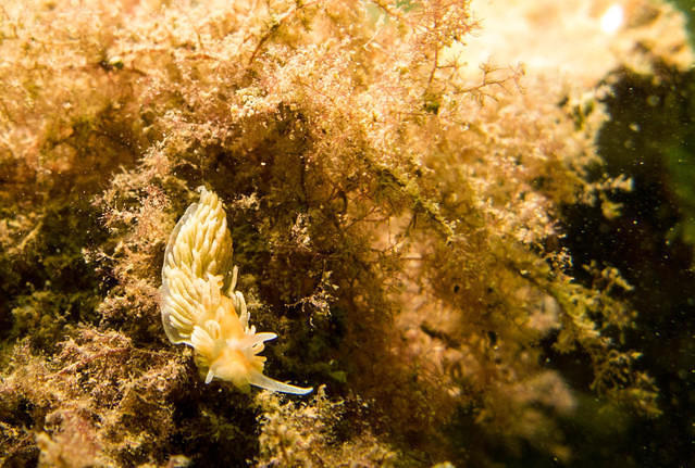 Dive-Inn De Kabbelaar - Dive Center in Netherlands