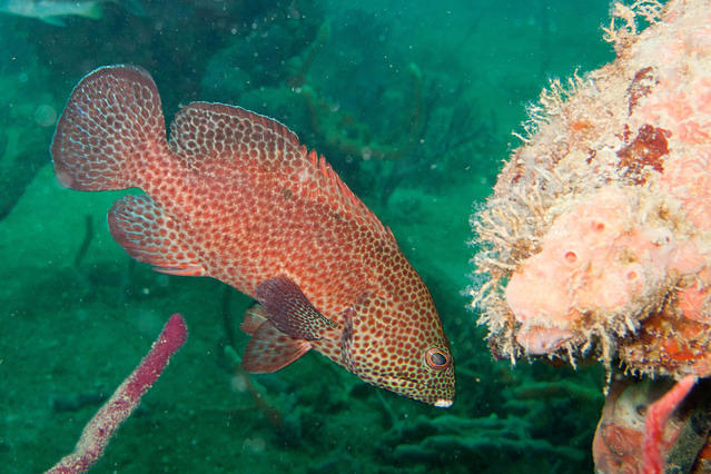 Starfleet Scuba - Dive Center in Panama