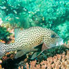 Picture taken during the dive