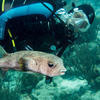 Picture taken during the dive