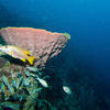 Picture taken during the dive