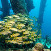 Picture taken during the dive