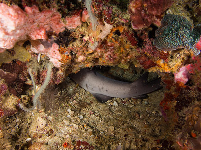 Calypso Diving School International - Dive Center in Philippines