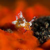 Picture taken during the dive
