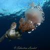 Picture taken during the dive