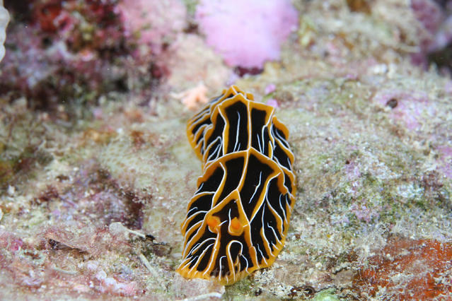 Dive Wananavu - Dive Center