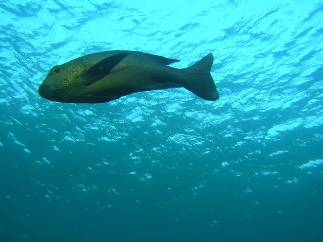 Deep Blue Studio - Dive Center in Indonesia