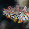 Picture taken during the dive