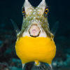Picture taken during the dive