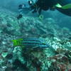 Picture taken during the dive