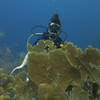 Picture taken during the dive