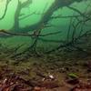 Picture taken during the dive