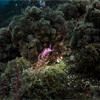 Picture taken during the dive