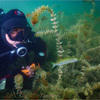 Picture taken during the dive