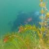 Picture taken during the dive