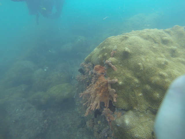Elite Dive Center - Dive Center