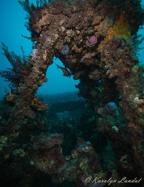 Adelaide Scuba - Dive Center in Australia