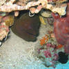 Picture taken during the dive